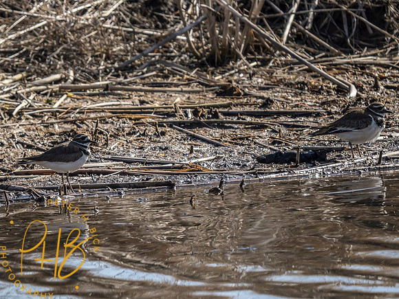 Indiana Birds and Wildlife 2025 3520-Edit