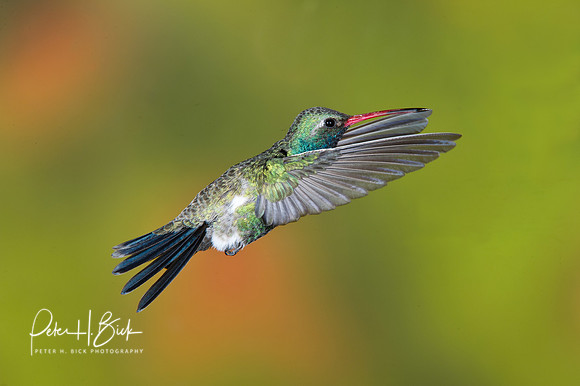 Broad-Billed Hummingbird 0927