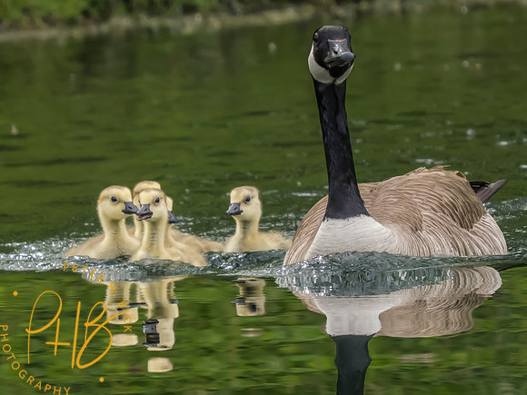 Indiana Birds and Wildlife 2025 4969-Edit