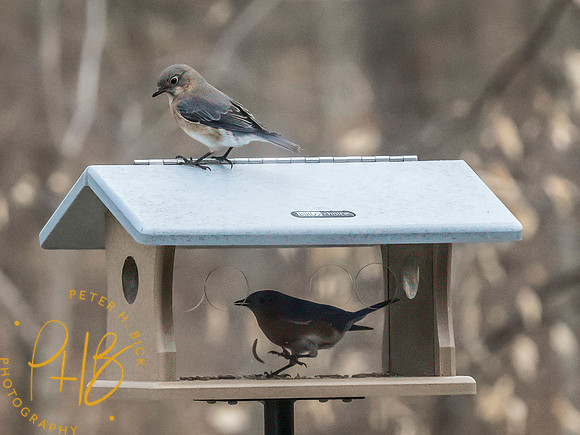 Indiana Birds and Wildlife 2025 3024-Edit