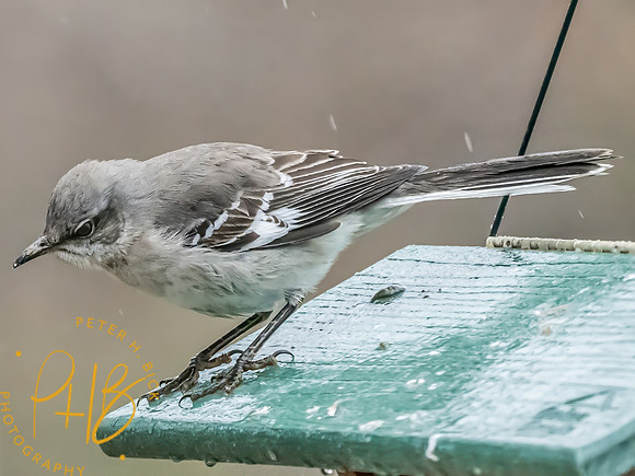 Indiana Birds and Wildlife 2025 1987-Edit
