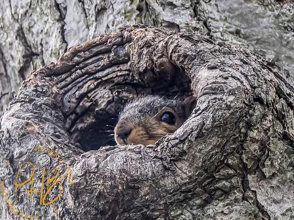 Indiana Birds and Wildlife 2024 5242-Edit