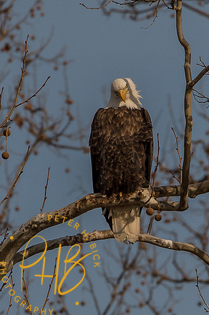Bald Eagle 2015 0146