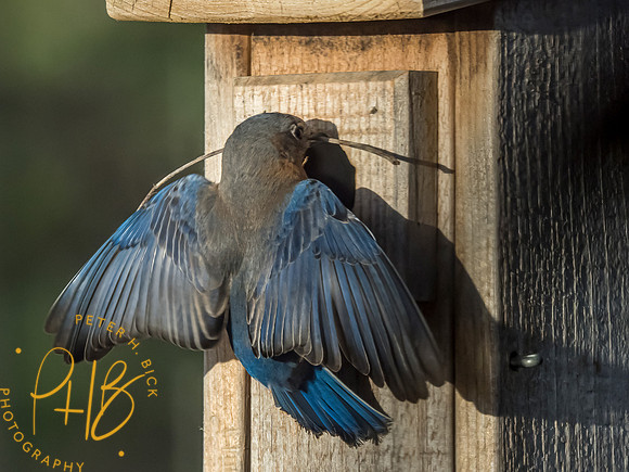 -Indiana Birds and Wildlife 2021 5325-Edit