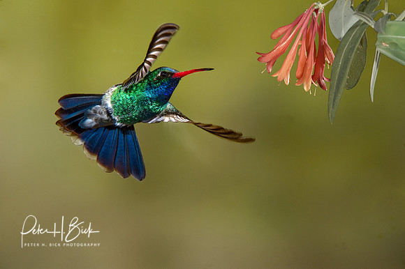 Broad-Billed Hummingbird  1721-Edit