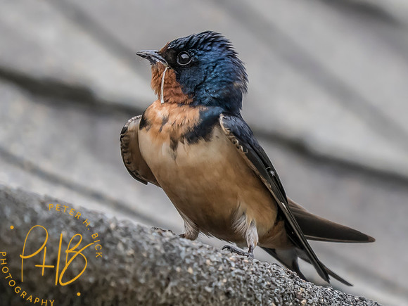 Indiana Birds and Wildlife 2025 6977-Edit