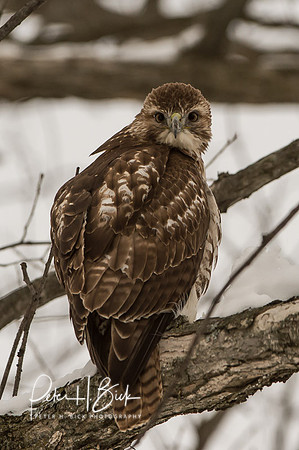 Zionsville Birds 2015 0164