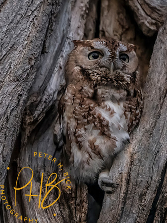 Indiana Birds and Wildlife 2025 3886-Edit