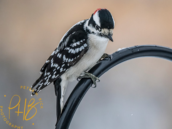Indiana Birds and Wildlife 2025 0108-Edit