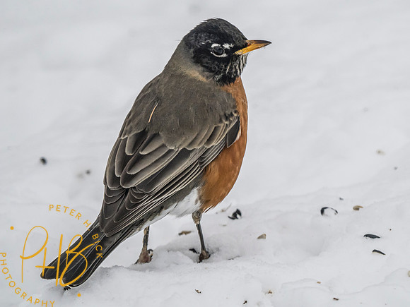 Indiana Birds and Wildlife 2025 0793-Edit