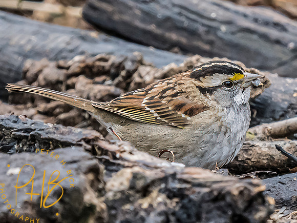 Indiana Birds and Wildlife 2024 0867-Edit