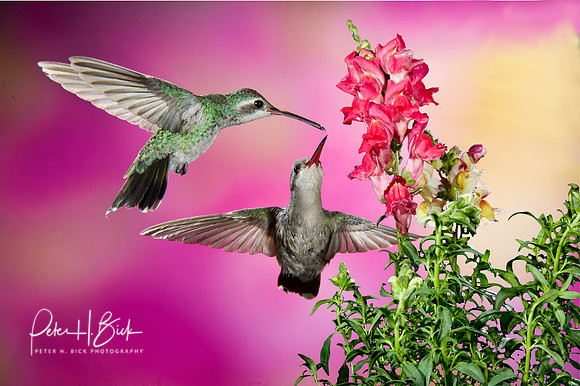 Broad-Billed Hummingbird 1527-Edit