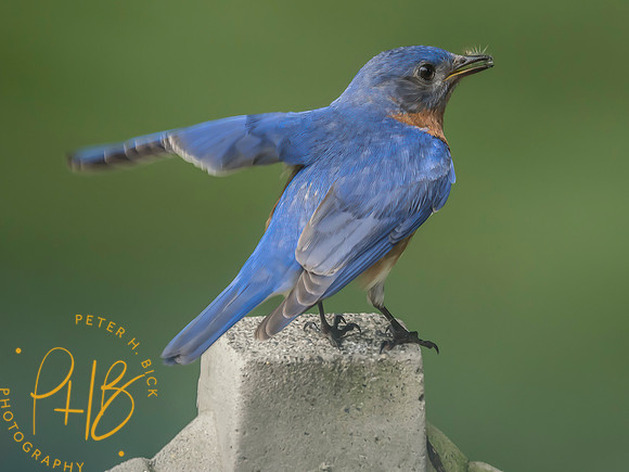 Indiana Birds and Wildlife 2025 7418-Edit