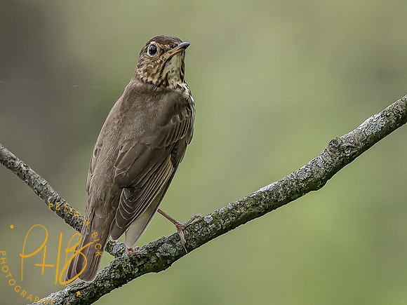 -Indiana Birds and Wildlife 2022 4133-Edit-Edit