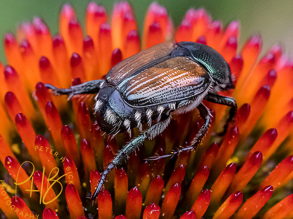 -Indiana Birds and Wildlife 2022 7050-Edit-Edit
