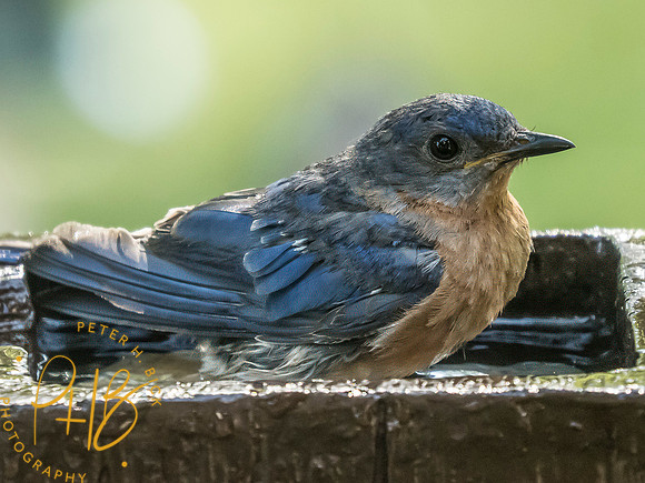 Indiana Birds and Wildlife 2025 8917-Edit
