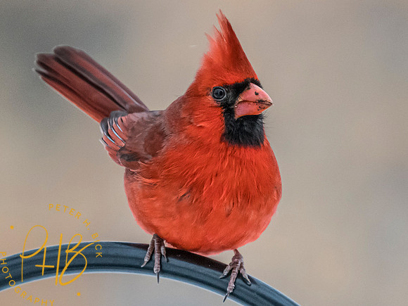 Indiana Birds and Wildlife 2025 0139-Edit