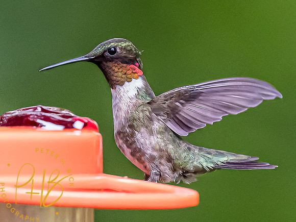 -Indiana Birds and Wildlife 2022 6149-Edit-Edit