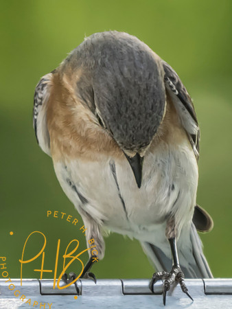 Indiana Birds and Wildlife 2025 7376-Edit