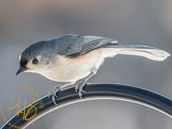 Indiana Birds and Wildlife 2025 0251-Edit