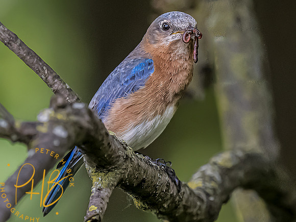 -Indiana Birds and Wildlife 2022 6818-Edit-Edit