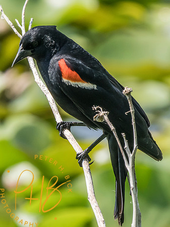 Indiana Birds and Wildlife 2025 6814-Edit