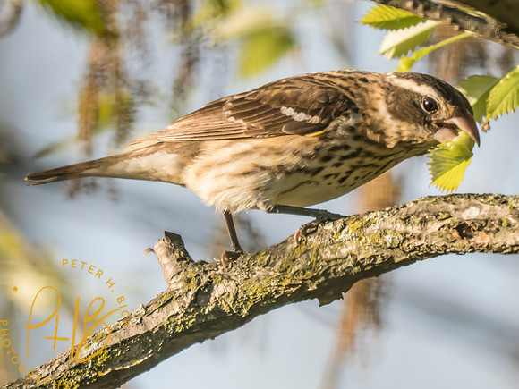 Indiana Birds and Wildlife 2025 4777-Edit