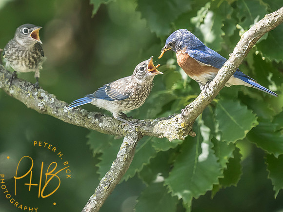 Indiana Birds and Wildlife 2025 7792-Edit