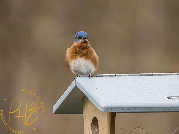 -Indiana Birds and Wildlife 2022 3195-Edit-Edit