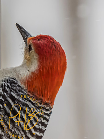 Indiana Birds and Wildlife 2024 0564-Edit