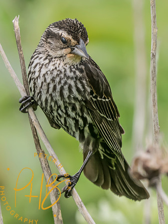 Indiana Birds and Wildlife 2025 7149-Edit