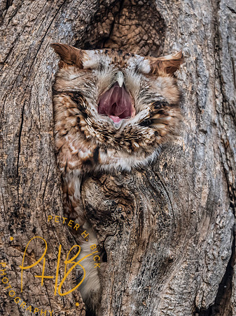 Indiana Birds and Wildlife 2025 3661-Edit