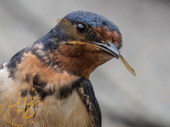 Indiana Birds and Wildlife 2025 7049-Edit